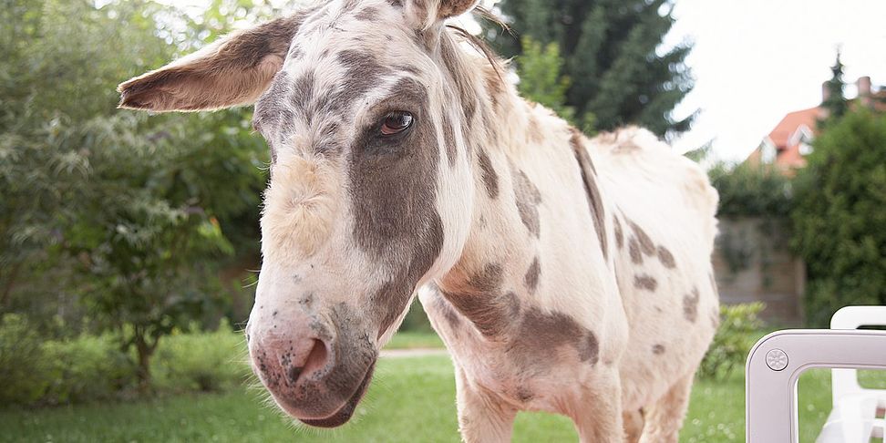 Tiertherapie im Pflegeheim Bad Lauterberg