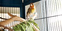 Tiere bringen Unterhaltung und Zuwendung in das Pflegeheim Pullach.